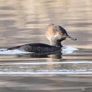 Hooded Merganser