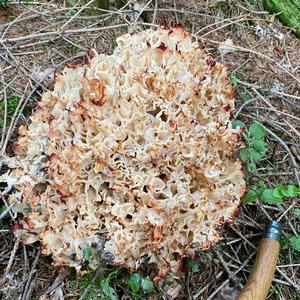 Eastern Cauliflower Mushroom