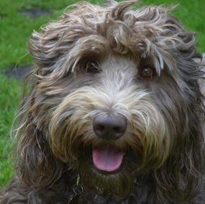 Unknown Breed