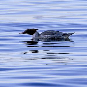 Common Merganser