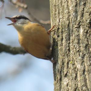 Wood Nuthatch