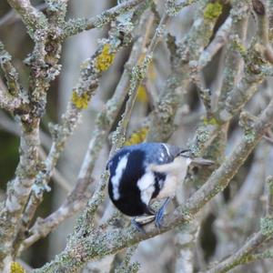 Coal Tit