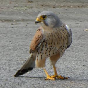 Common Kestrel