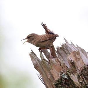 Winter Wren