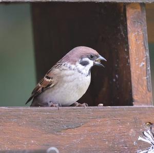 Eurasian Tree Sparrow