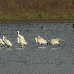 Eurasian Spoonbill