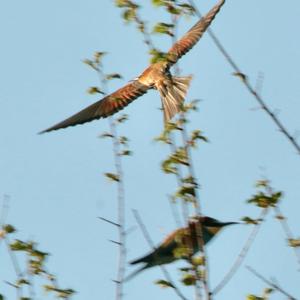 European Bee-eater