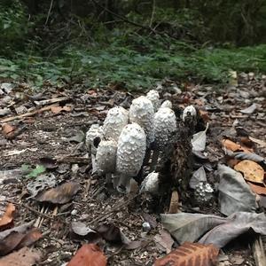 Shaggy Mane