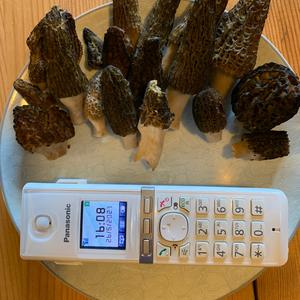 Black Morel