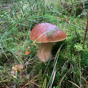 King Bolete