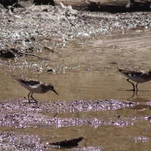 Least Sandpiper