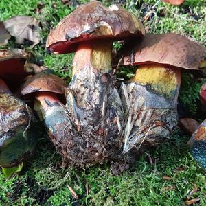 Dotted-stem Bolete