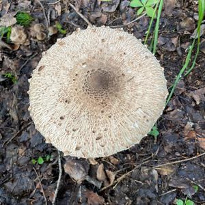 Parasol Mushroom