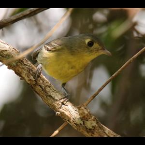 Yellow-throated Vireo