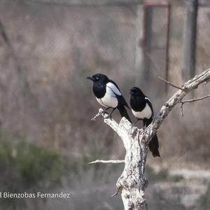 Black-billed Magpie