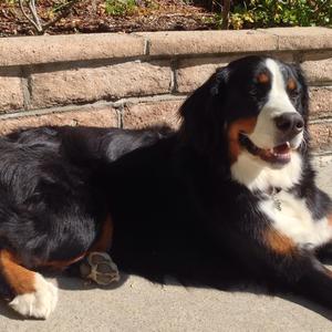 Bernese Mountain Dog