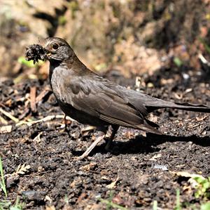 Eurasian Blackbird