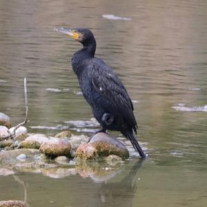 Great Cormorant