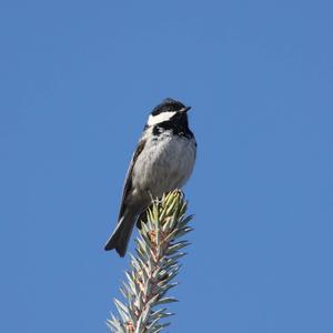 Coal Tit