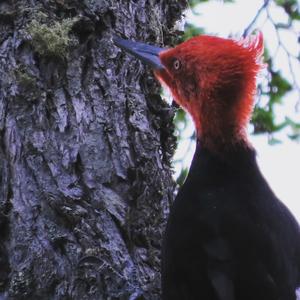 Magellanic Woodpecker