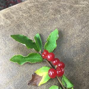 Unknown Species