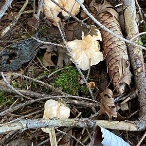 Hedgehog Fungus, Common