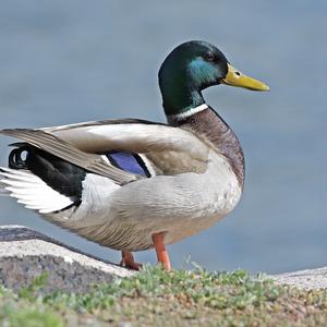 Mallard