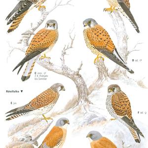 Common Kestrel