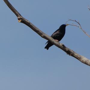 Spotless Starling