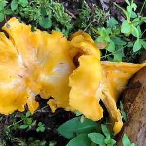 Chanterelle, Common