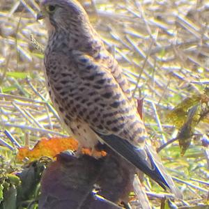 Common Kestrel