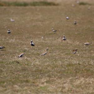 Eurasian Golden Plover