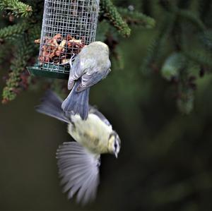 Blue Tit