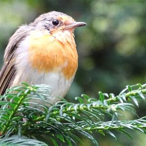 European Robin