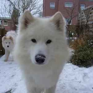 Samoyed