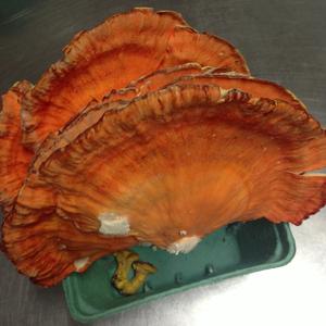 Chicken Mushroom