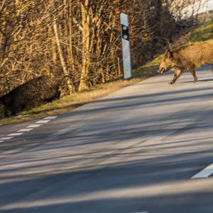 Wildschwein