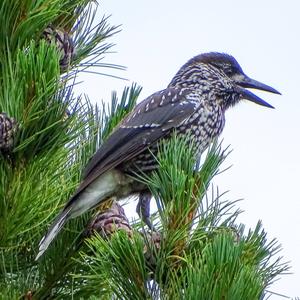 Spotted Nutcracker