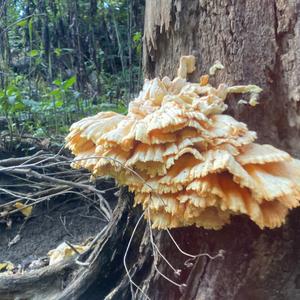 Chicken Mushroom