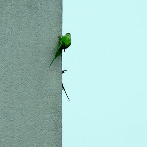 Rose-ringed Parakeet