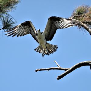 Osprey