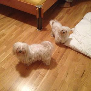Unknown Breed