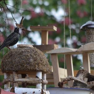 Common Starling