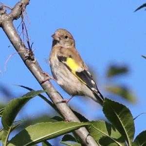 European Greenfinch