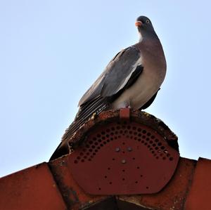 Common Wood-pigeon