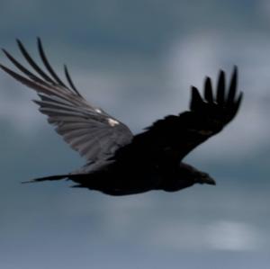 Common Raven