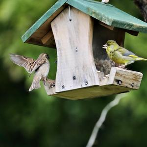 European Greenfinch