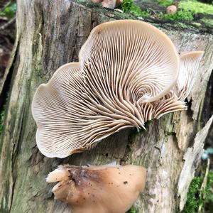 Trumpet Oyster Mushroom