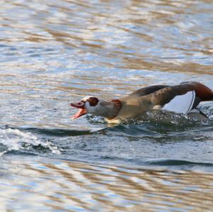 Nilgans