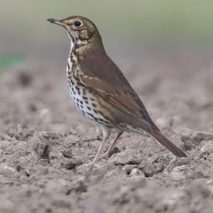 Song Thrush